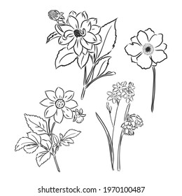 Vector peony flower isolated on white background. Element for design. Hand-drawn contour lines and strokes.