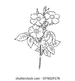 Vector peony flower isolated on white background. Element for design. Hand-drawn contour lines and strokes.