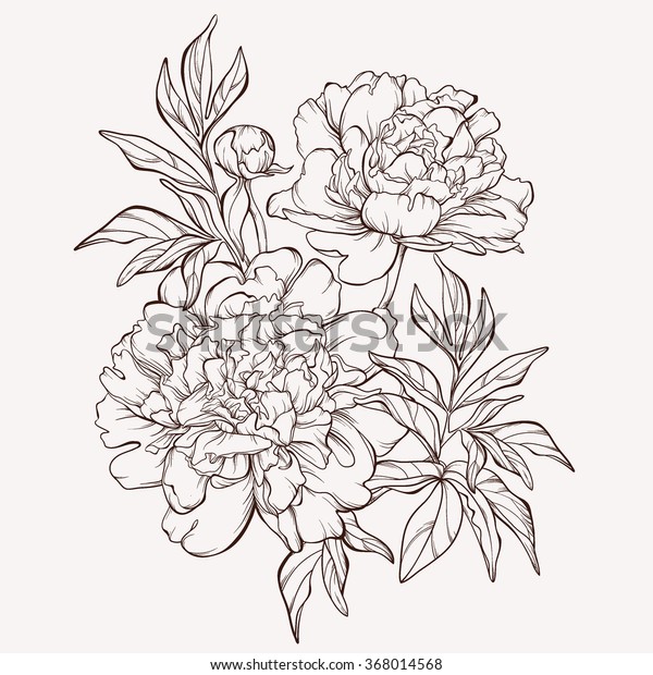 向量牡丹花隔离在白色背景 设计元素 手工绘制的轮廓线和笔划 库存矢量图 免版税