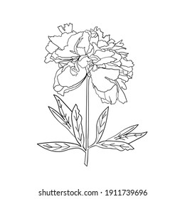Vector peony flower on white background. Botanical element for design. Hand-drawn contour lines.