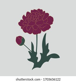 Vector of peony flower.Isolated decorative element