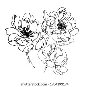 Vector Peony Flowers. Abstract Flower Illustration. Hand Drawn One Line Flower Drawing. Botanical Art.