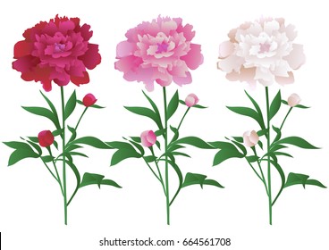 Vector peony flowers in red, pink and white variations.