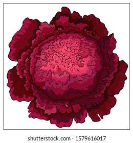 Vector peony. Isolated flower on a white background. Template for floral design, fabric design, packaging or clothing. Vector stock illustration. Isolated on a white
