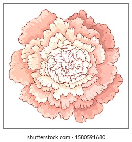 Vector peony. Isolated flower on a white background. Template for floral design, fabric design, packaging or clothing. Vector stock illustration. Isolated on a white