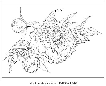 Vector peony. Isolated silhouette of a flower on a white background. Template for floral design, fabric design, packaging or clothing. Vector stock illustration. Isolated on a white