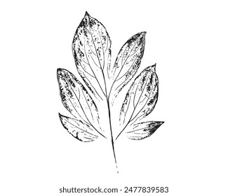 Impresión de sello de tinta de hoja de peonía de Vector con textura orgánica. Impresión de hoja aislada para arte floral o patrón.