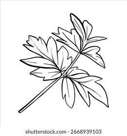 Hoja de peonía de Vector. Dibujo de líneas de follaje de flores en estilo blanco y negro. Ilustración botánica gráfica de boceto de flores dibujado con tinta negra. Deja el arte de línea dibujado a mano