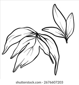 Vektor-Pfingstrosenblatt. Strichzeichnung von Blumenblättern in schwarz-weißem Stil. Grafische botanische Illustration einer Blumenskizze mit schwarzer Tinte. Hinterlässt handgezeichnete Linienart