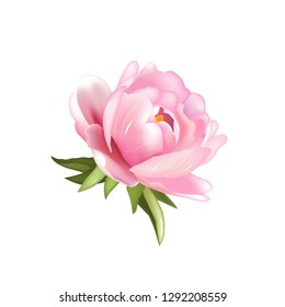 Vector peony on white background for postcard or greeting. Realistic flower illustration.