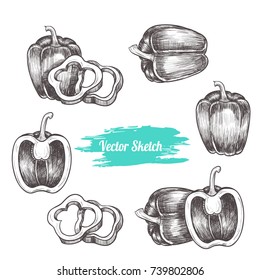 Vector pepper hand drawn sketch. Sketch vector  food illustration. Vintage style