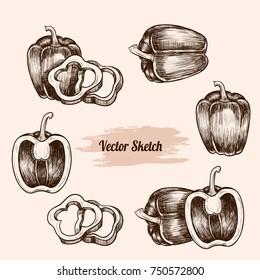 Vector pepper hand drawn sketch. Sketch vector  food illustration. Vintage style
