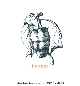 Vector pepper sketch. Drawn spice herb. Botanical illustration of organic, eco plant. Used for farm sticker, shop label etc.