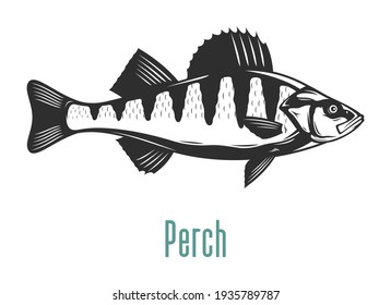 Ilustración de peces de percha vectora aislada en fondo blanco