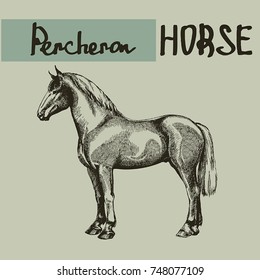 vector percheron draft horse 