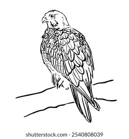 Vector. Peregrine Falcon. Bird on a branch. Outline drawing of a wild bird. Design element for print, clothing, stickers, cards, fabrics, invitations