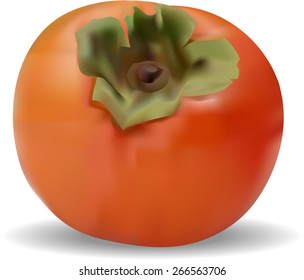 Vector Persimmon fruit 