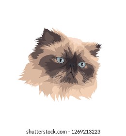 Vector pet persian cat cute with white background
