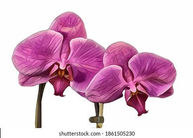 Vector of the phalaenopsis orchid. Illustration of pink orchid flower isolated on white background.
