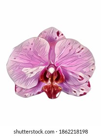 Vector of the phalaenopsis orchid. Illustration of pink orchid flower isolated on white background.
