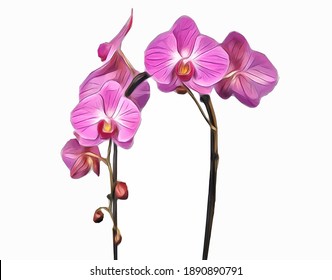 Vector of the phalaenopsis orchid. Illustration of pink cascade orchid flowers isolated on white background.
