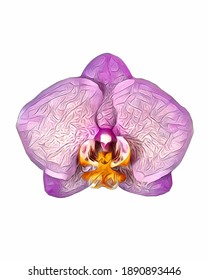 Vector of the phalaenopsis orchid. Illustration of pink orchid flower isolated on white background.
