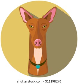 Vector Pharaoh Hound dog portrait flat illustration
