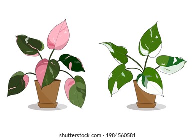 Vector - Philodendron pink princess and White wizard in brown pot. Object. Beautiful leaves plant. Natural design. Can be use for print, sticker.