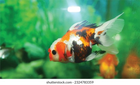 Vector Photo of colorful goldfish swimming in aquarium with clear water, looks very beautiful in hapitat in nature fauna