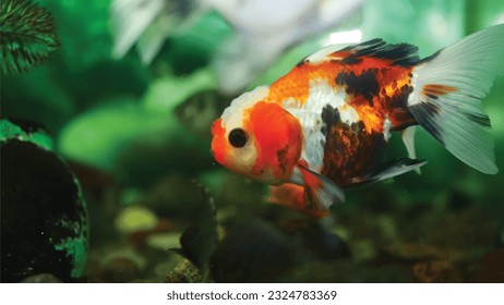 Vector Photo of colorful goldfish swimming in aquarium with clear water, looks very beautiful in hapitat in nature fauna