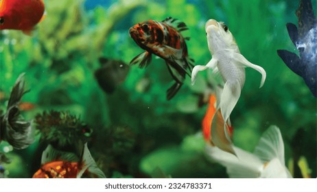 Vector Photo of colorful goldfish swimming in aquarium with clear water, looks very beautiful in hapitat in nature fauna