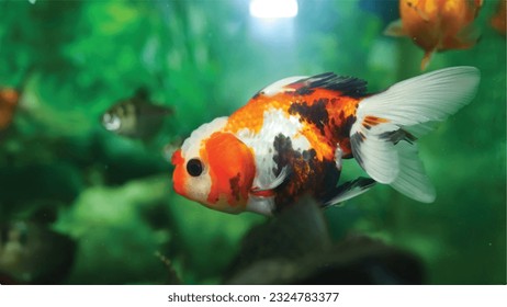 Vector Photo of colorful goldfish swimming in aquarium with clear water, looks very beautiful in hapitat in nature fauna