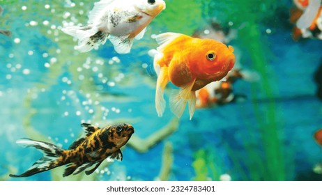 Vector Photo of colorful goldfish swimming in aquarium with clear water, looks very beautiful in hapitat in nature fauna