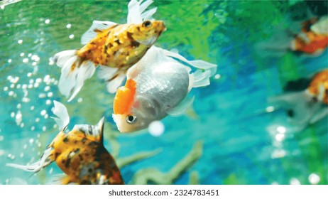 Vector Photo of colorful goldfish swimming in aquarium with clear water, looks very beautiful in hapitat in nature fauna