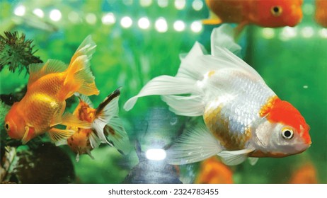 Vector Photo of colorful goldfish swimming in aquarium with clear water, looks very beautiful in hapitat in nature fauna