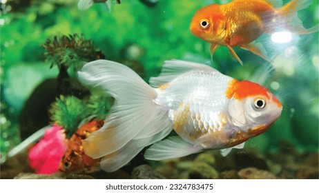Vector Photo of colorful goldfish swimming in aquarium with clear water, looks very beautiful in hapitat in nature fauna
