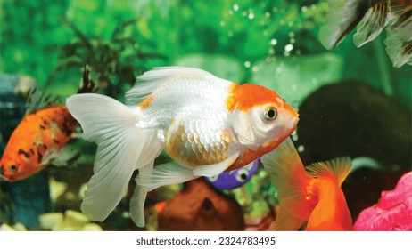 Vector Photo of colorful goldfish swimming in aquarium with clear water, looks very beautiful in hapitat in nature fauna