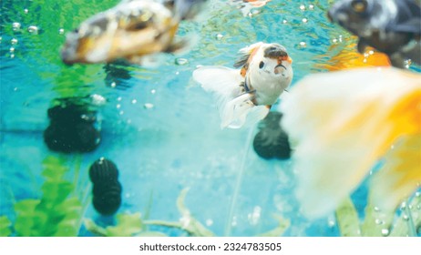 Vector Photo of colorful goldfish swimming in aquarium with clear water, looks very beautiful in hapitat in nature fauna