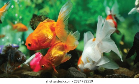 Vector Photo of colorful goldfish swimming in aquarium with clear water, looks very beautiful in hapitat in nature fauna