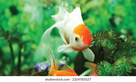 Vector Photo of colorful goldfish swimming in aquarium with clear water, looks very beautiful in hapitat in nature fauna
