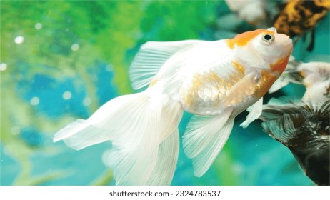 Vector Photo of colorful goldfish swimming in aquarium with clear water, looks very beautiful in hapitat in nature fauna