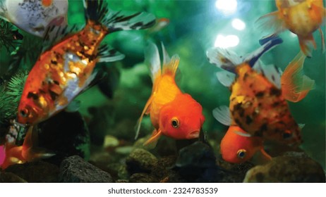 Vector Photo of colorful goldfish swimming in aquarium with clear water, looks very beautiful in hapitat in nature fauna