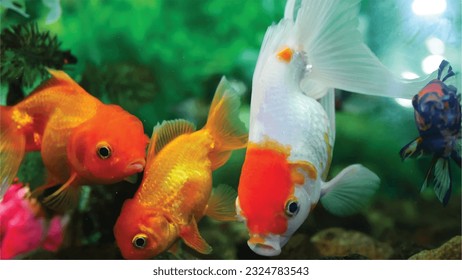 Vector Photo of colorful goldfish swimming in aquarium with clear water, looks very beautiful in hapitat in nature fauna
