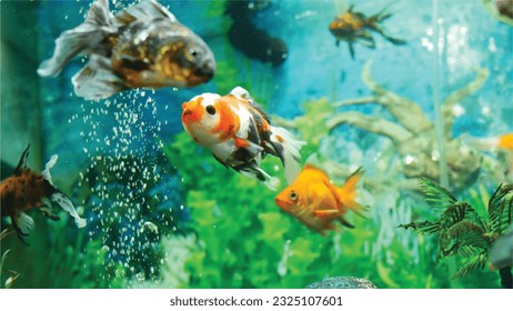 Vector Photo of colorful goldfish swimming in aquarium with clear water, looks very beautiful in hapitat in nature fauna