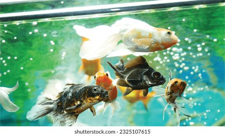 Vector Photo of colorful goldfish swimming in aquarium with clear water, looks very beautiful in hapitat in nature fauna