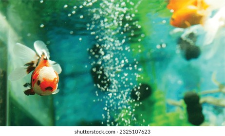 Vector Photo of colorful goldfish swimming in aquarium with clear water, looks very beautiful in hapitat in nature fauna