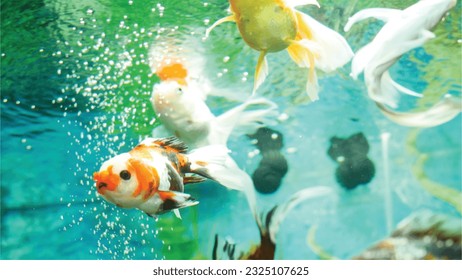 Vector Photo of colorful goldfish swimming in aquarium with clear water, looks very beautiful in hapitat in nature fauna