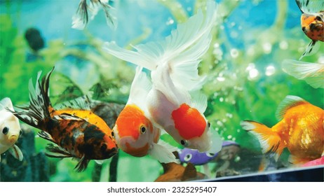 Vector Photo of colorful goldfish swimming in aquarium with clear water, looks very beautiful in hapitat in nature fauna