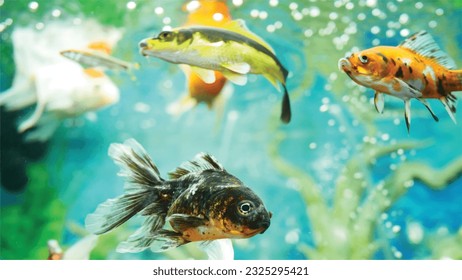 Vector Photo of colorful goldfish swimming in aquarium with clear water, looks very beautiful in hapitat in nature fauna