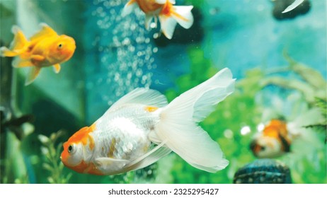 Vector Photo of colorful goldfish swimming in aquarium with clear water, looks very beautiful in hapitat in nature fauna